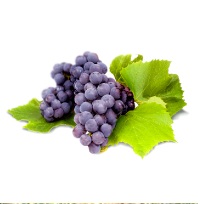 Tannat-tipos-uvas